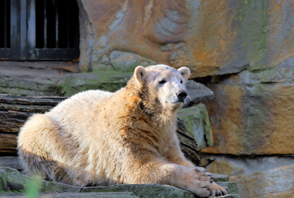 ... der Wachbär ...