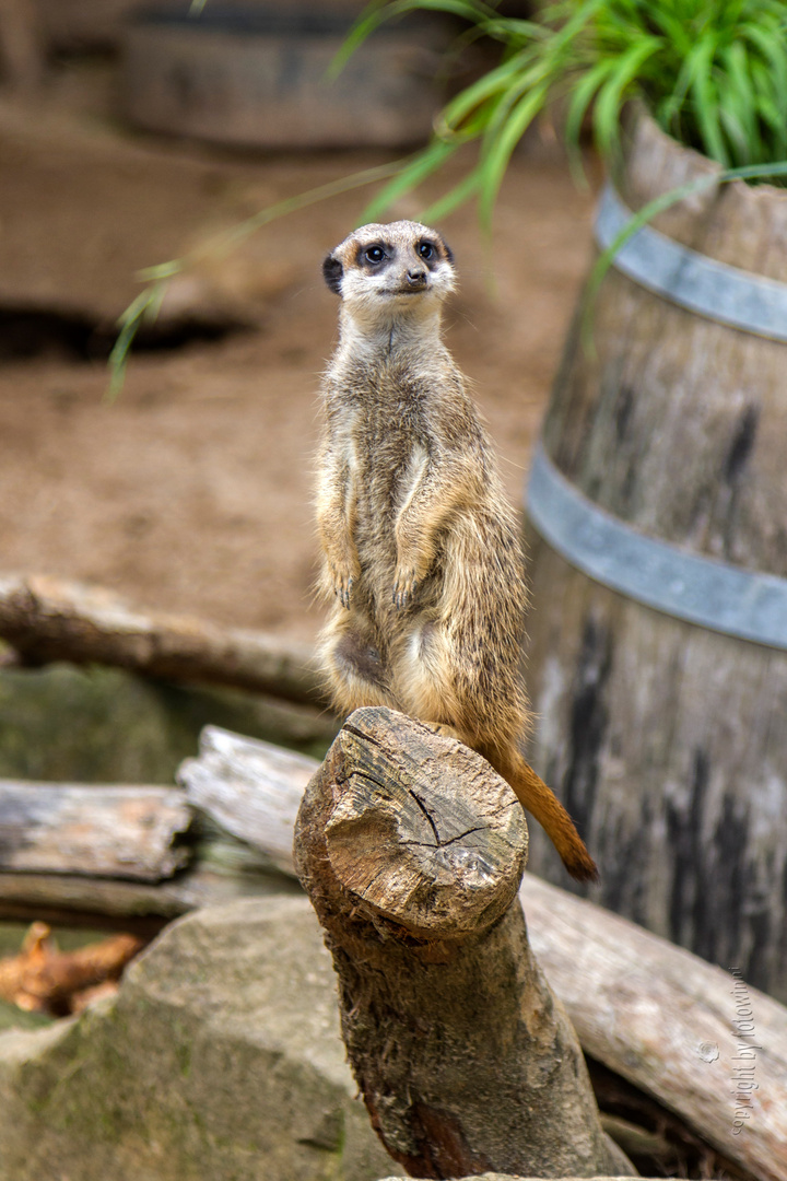 der "Wachhabende" - Erdmännchen im Zoo Hannover