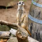 der "Wachhabende" - Erdmännchen im Zoo Hannover