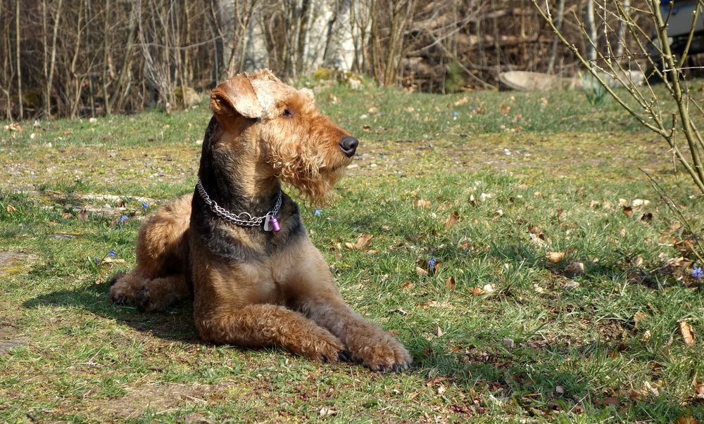 der Wachhund Foto & Bild europe, scandinavia, sweden Bilder auf