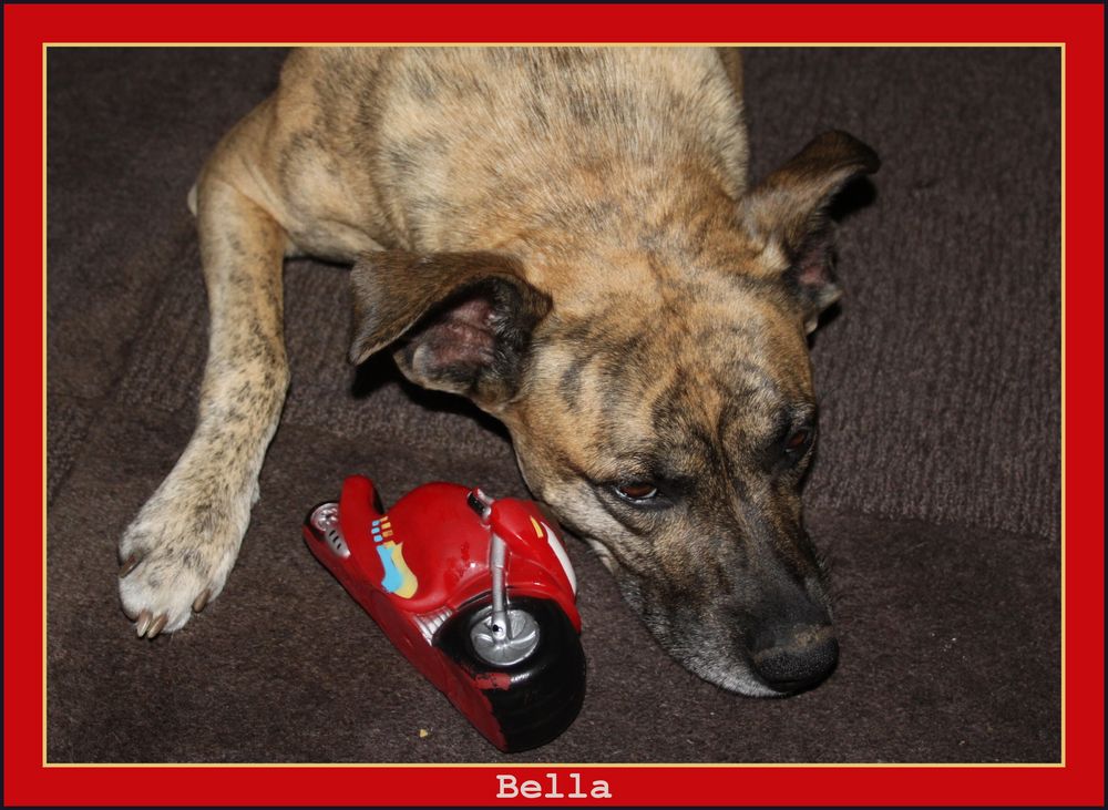 Der Wachhund ;) Foto &amp; Bild tiere, haustiere, hunde