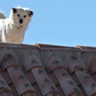 Der Wachhund auf dem Dach...