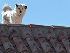 Der Wachhund auf dem Dach...