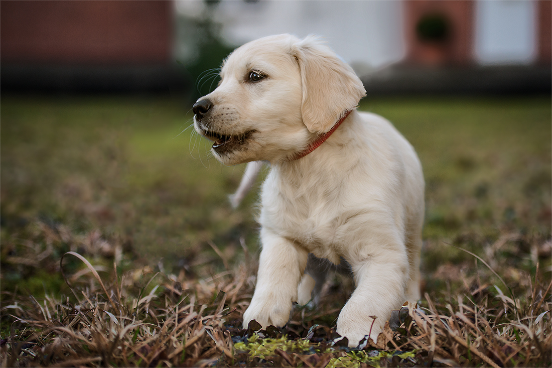 Der Wachhund