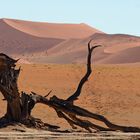 der Wachhund des Death Vlei