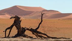 der Wachhund des Death Vlei