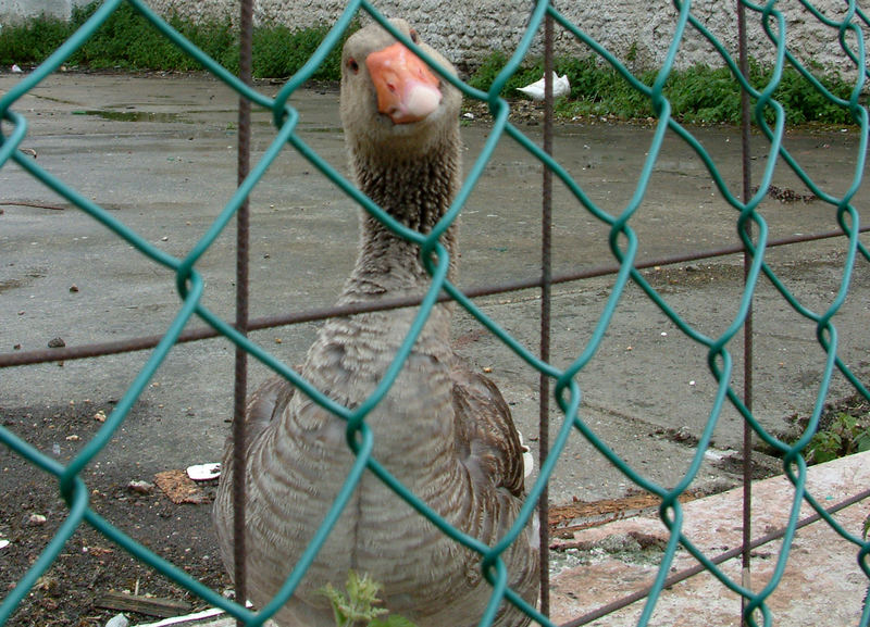 der wachhund, die gans zur villa kunterbunt in douville