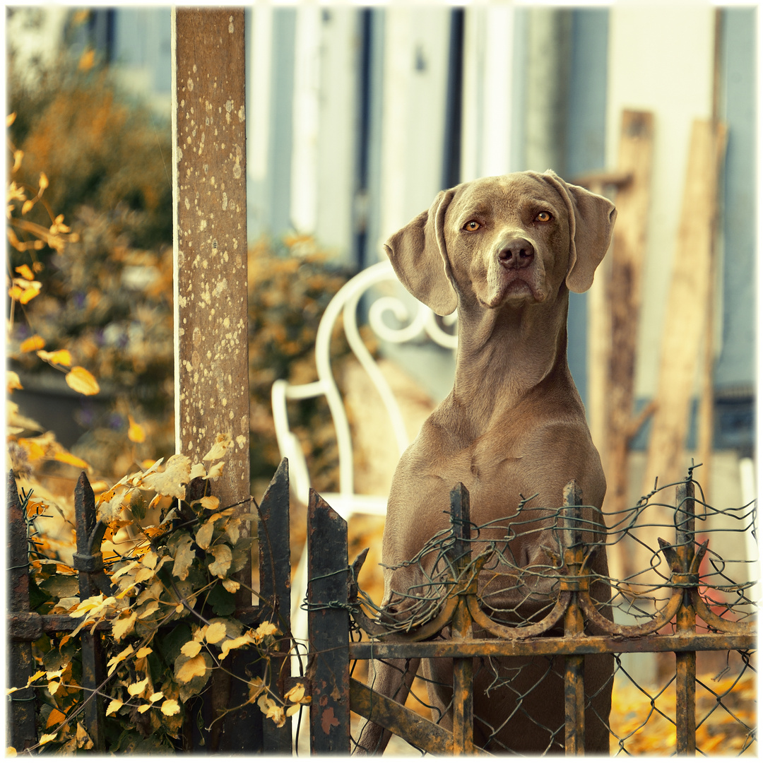 Der Wachhund Foto &amp; Bild urlaub, france, world Bilder