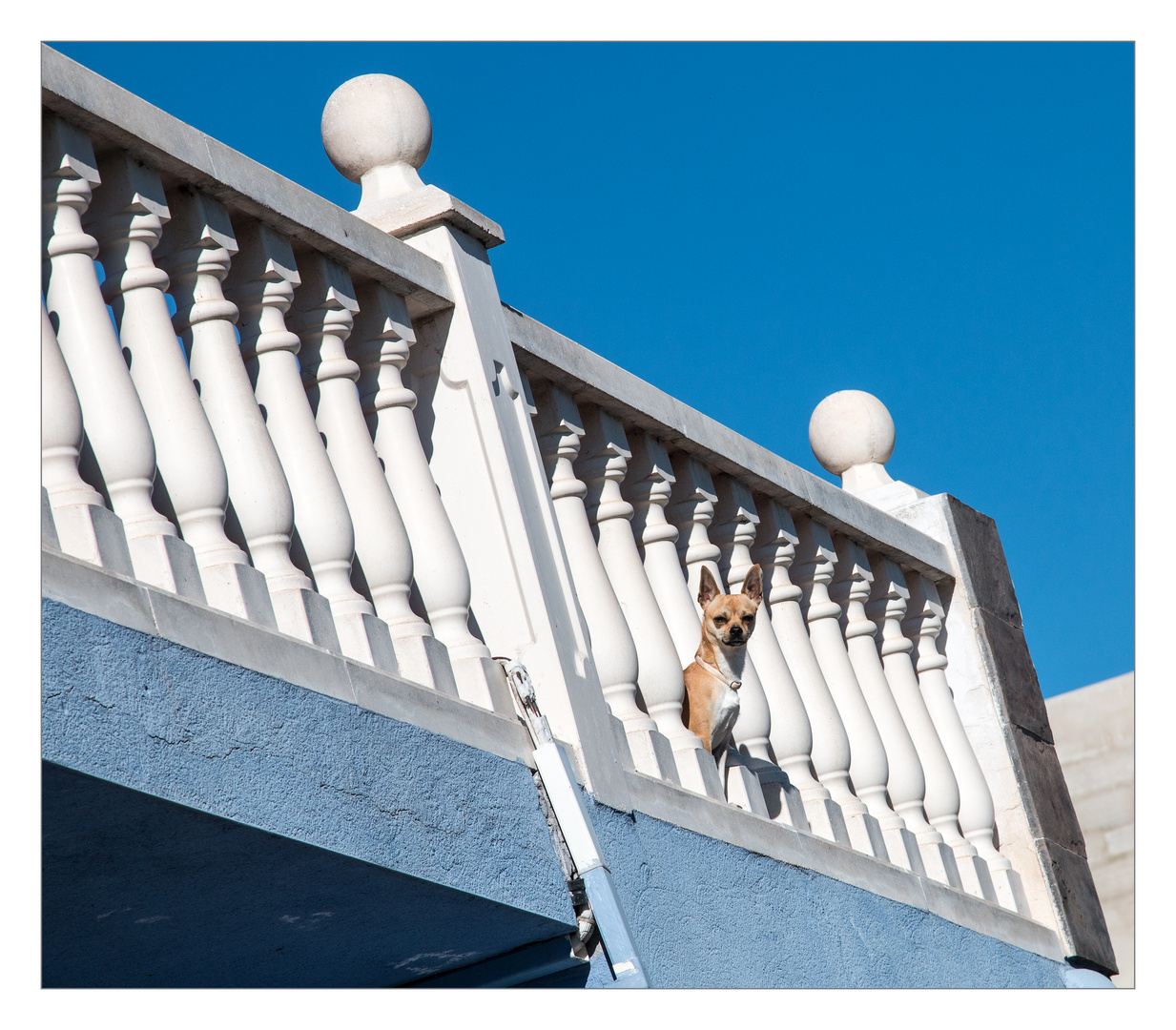 Der Wachhund ist sehr aufmerksam