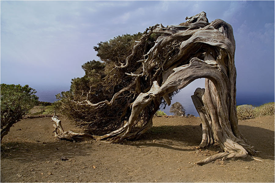 DER Wacholder in El Sabinar