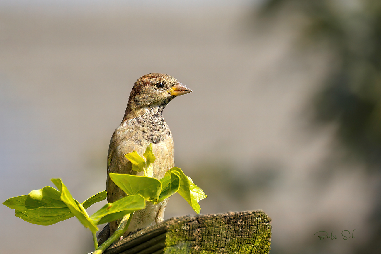 Der wachsame Blick