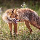 Der wachsame Fuchs 
