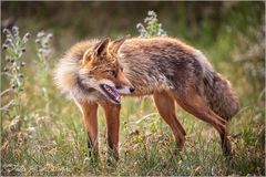 Der wachsame Fuchs 