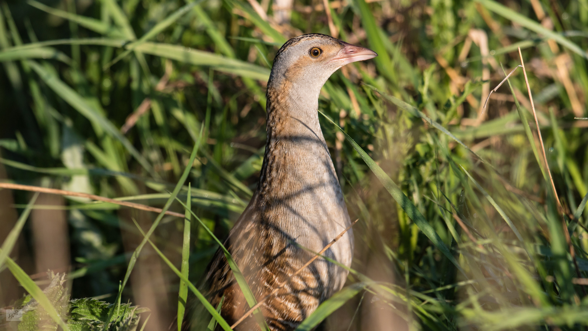 Der Wachtelkönig (Crex crex)