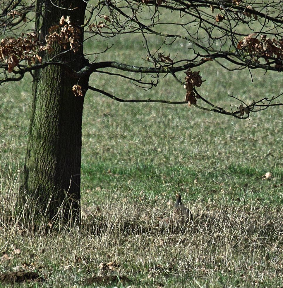 Der Wachtelkönig..........ist es nicht aber heimliche Rebhühner.