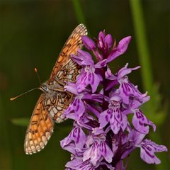 Der Wachtelweizen-Scheckenfalter - Mellicta athalia