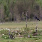 Der Wächter [1]