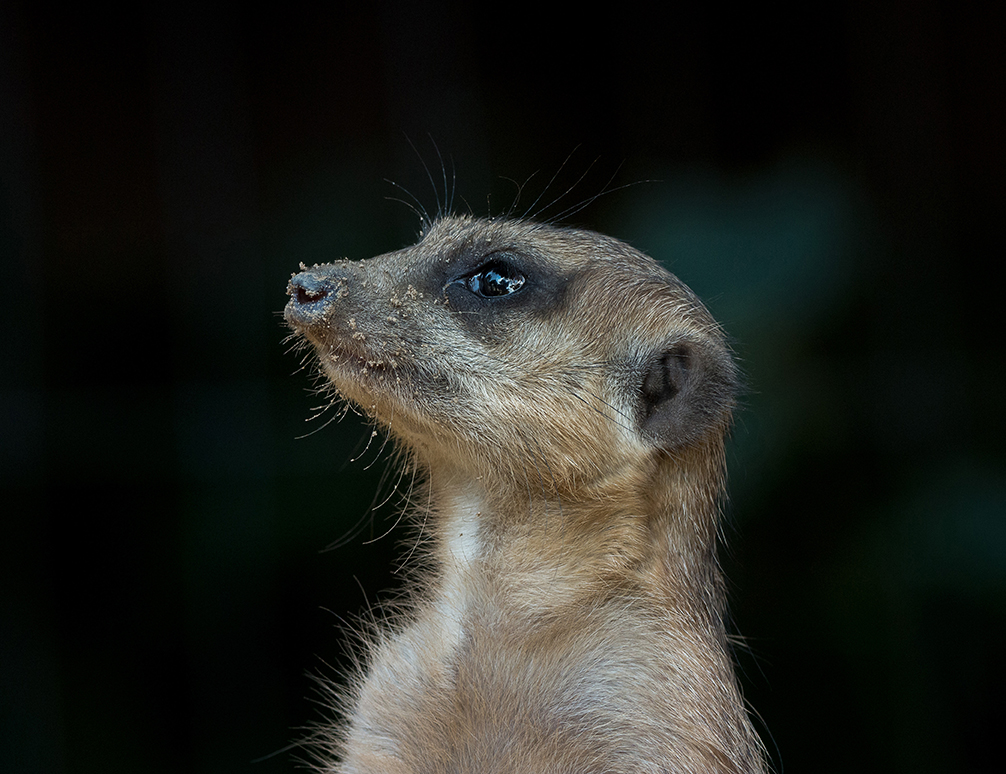 der Wächter