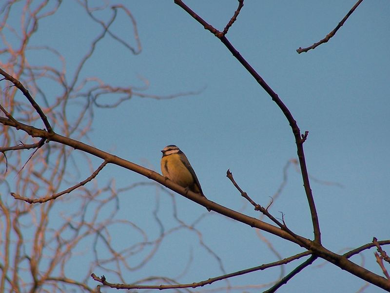 der Wächter