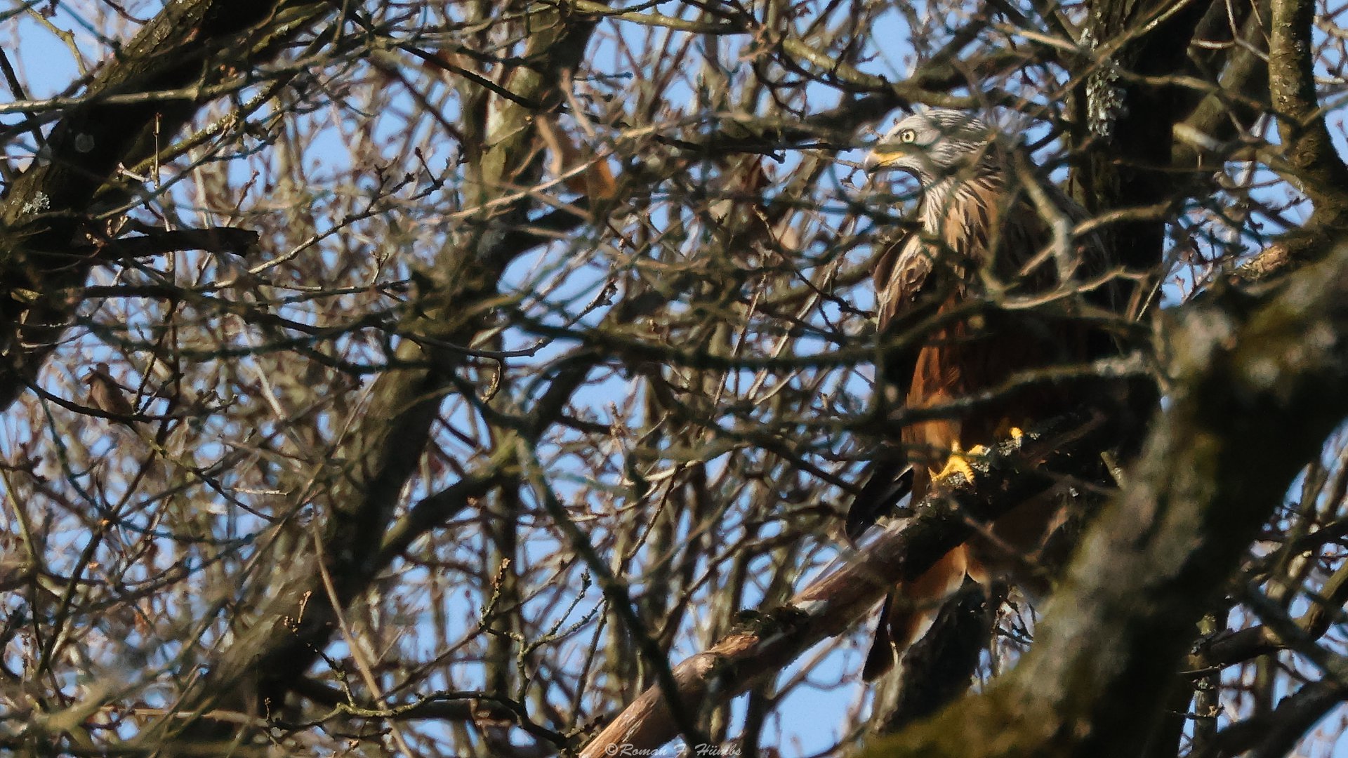 Der Wächter