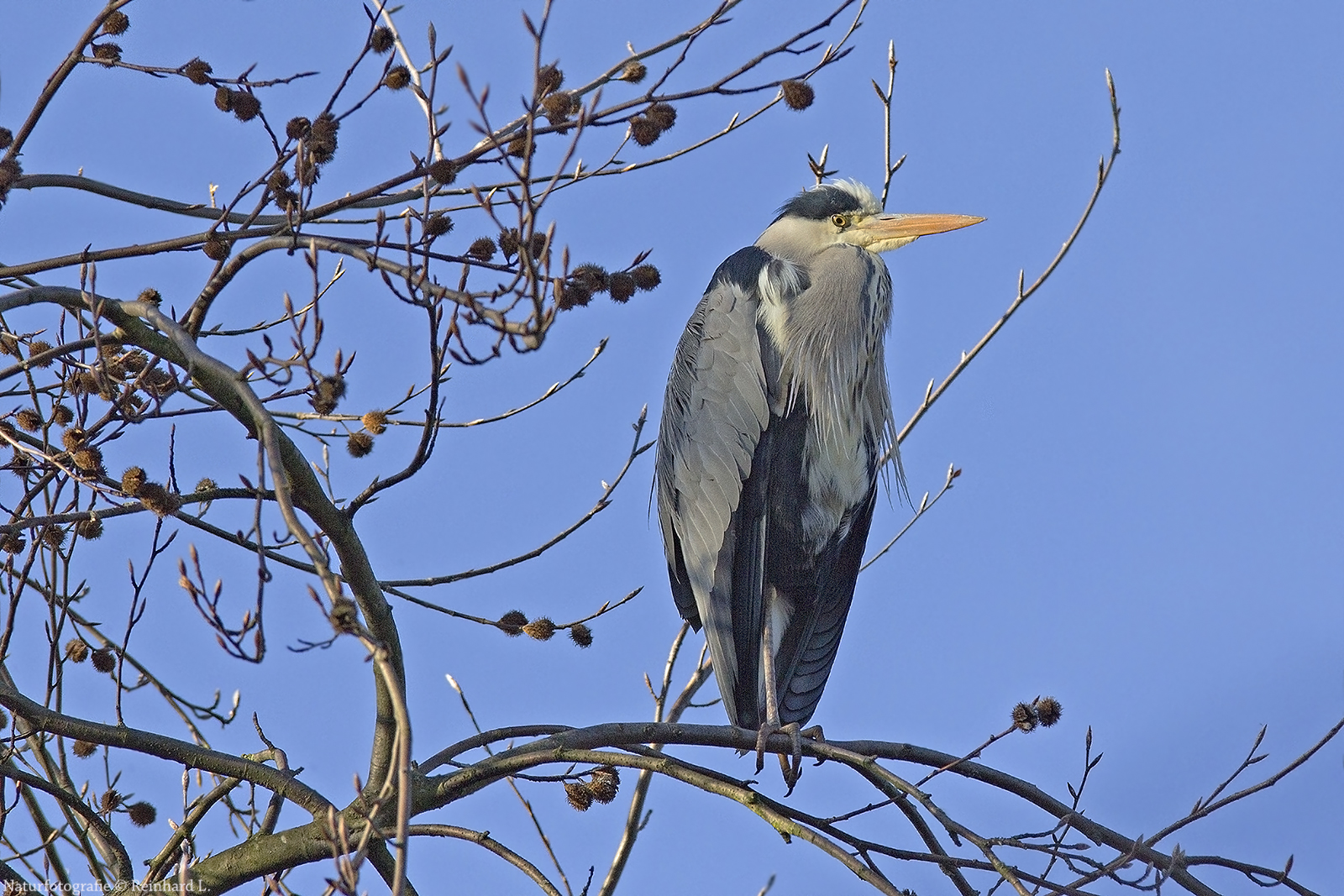 Der Wächter