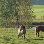 Der Wächter