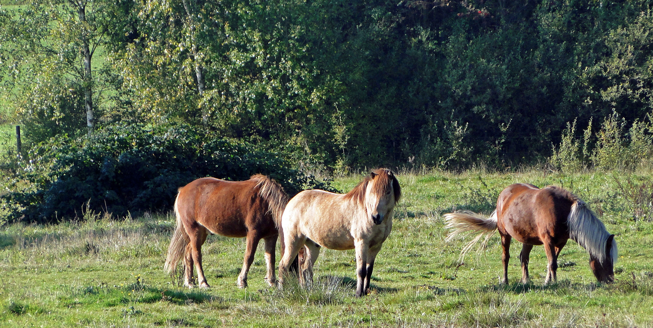 Der Wächter 2