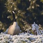 Der Wächter? (2017_01_01_EOS 6D_2340_ji)