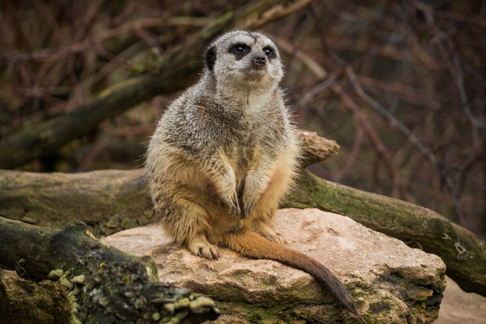 der Wächter