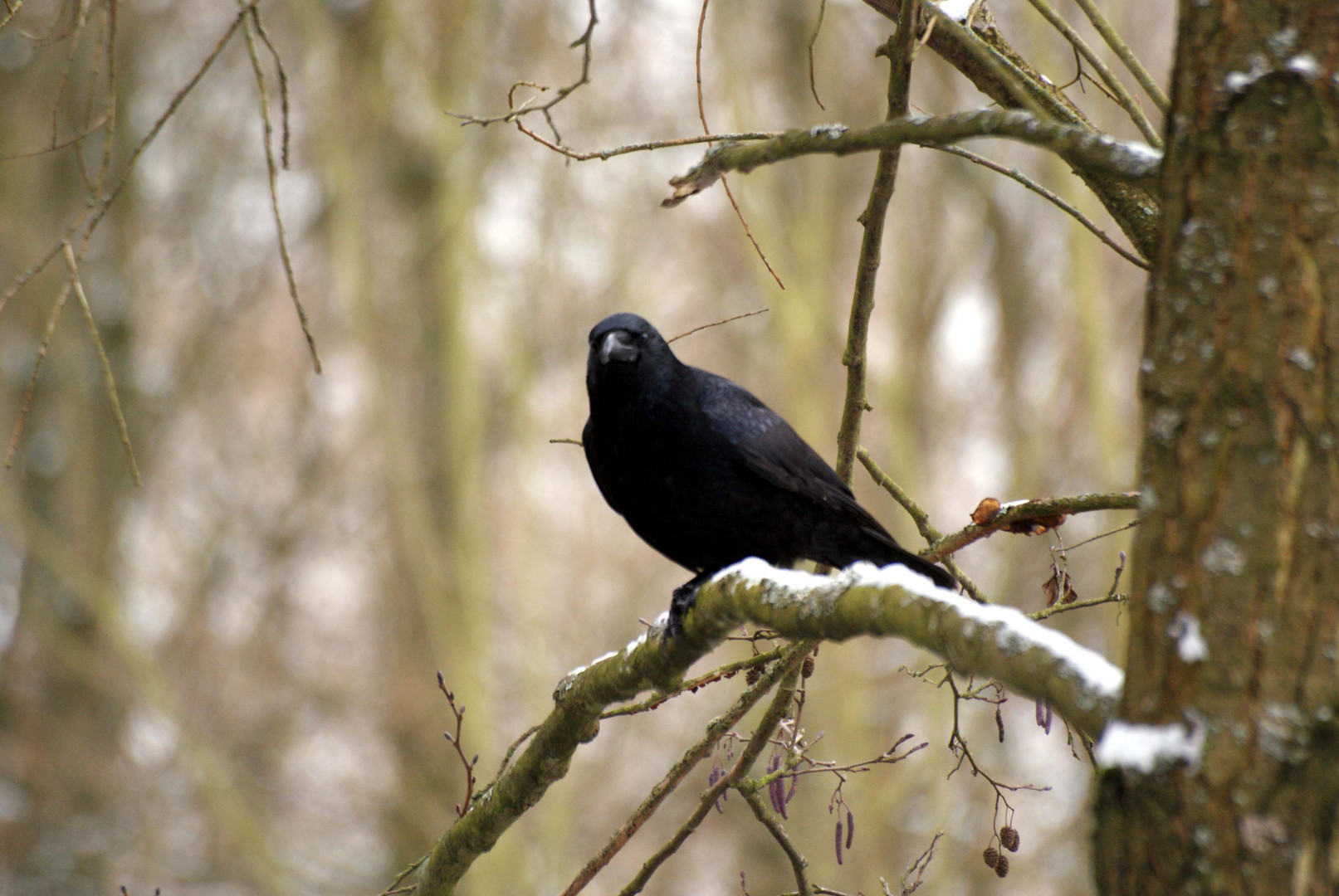 Der Wächter