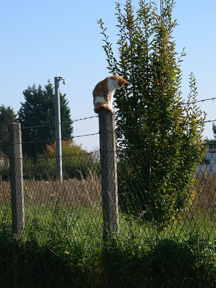 Der Wächter