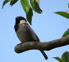 Der Wächter