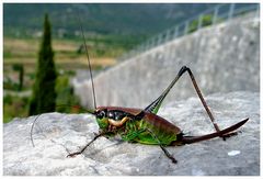 Der Wächter