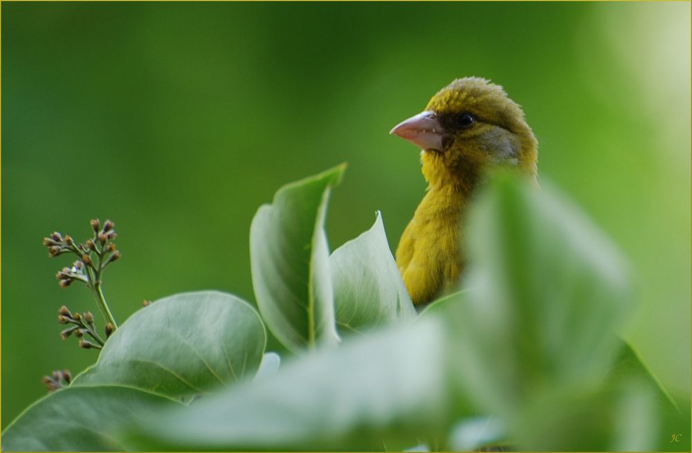 Der Wächter