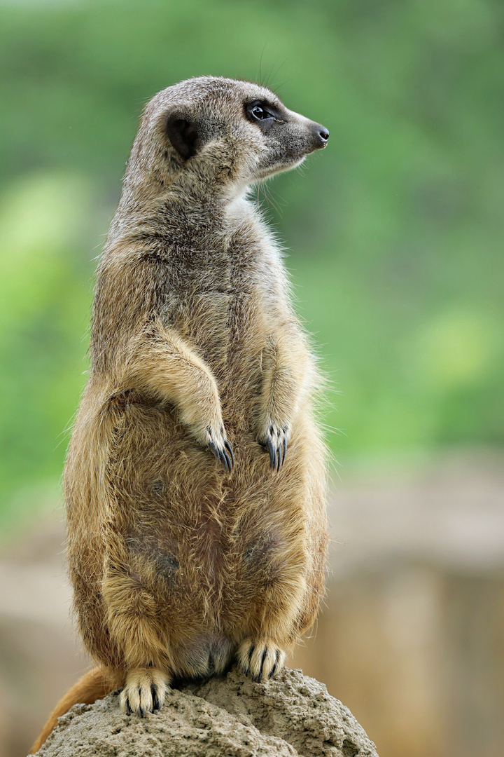 Der Wächter