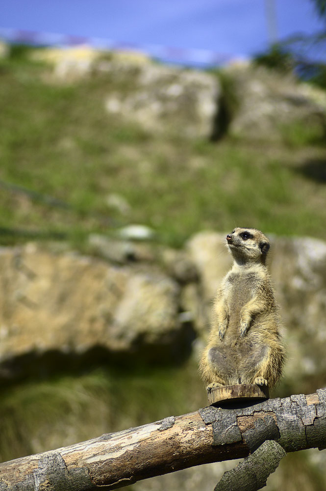 Der Wächter