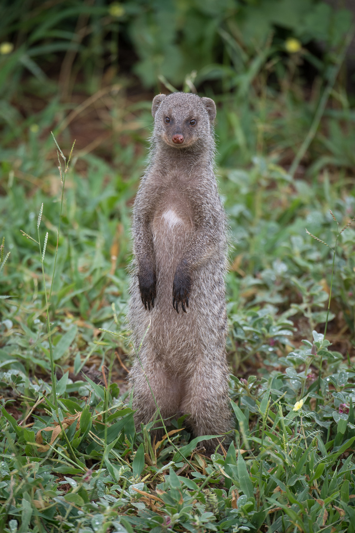 Der Wächter