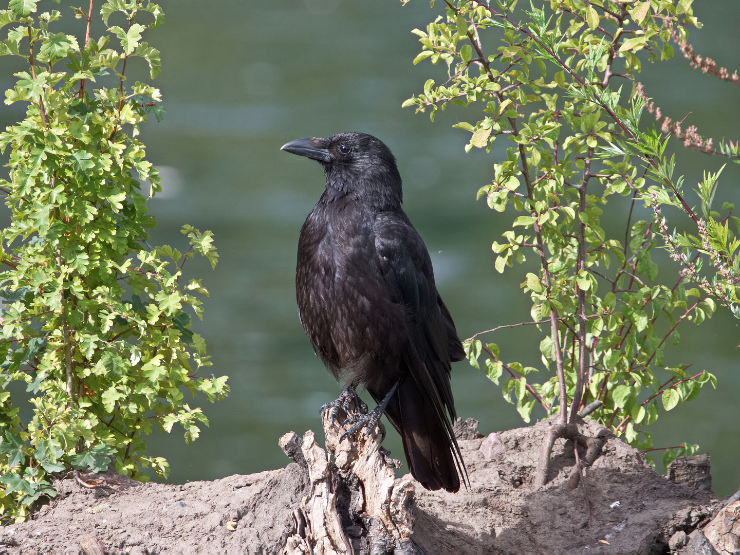 Der Wächter