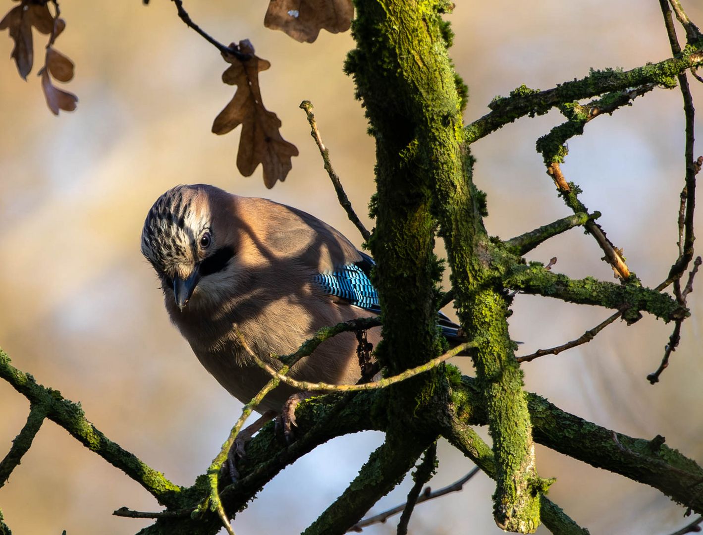 Der Wächter...