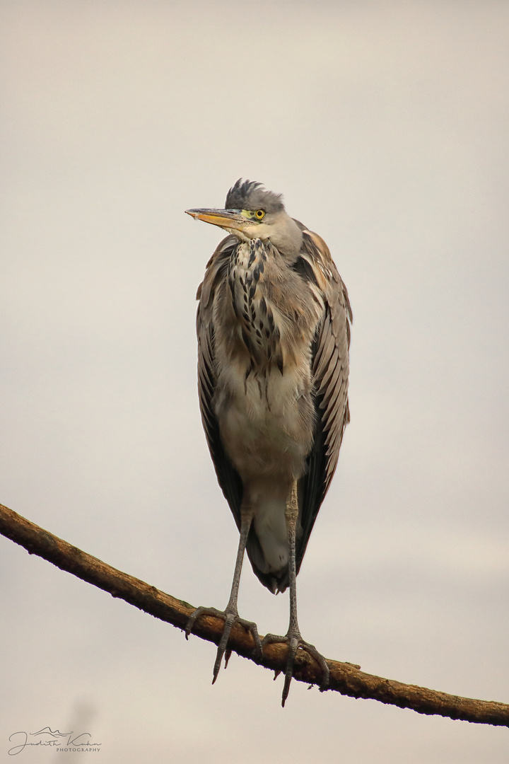 Der Wächter