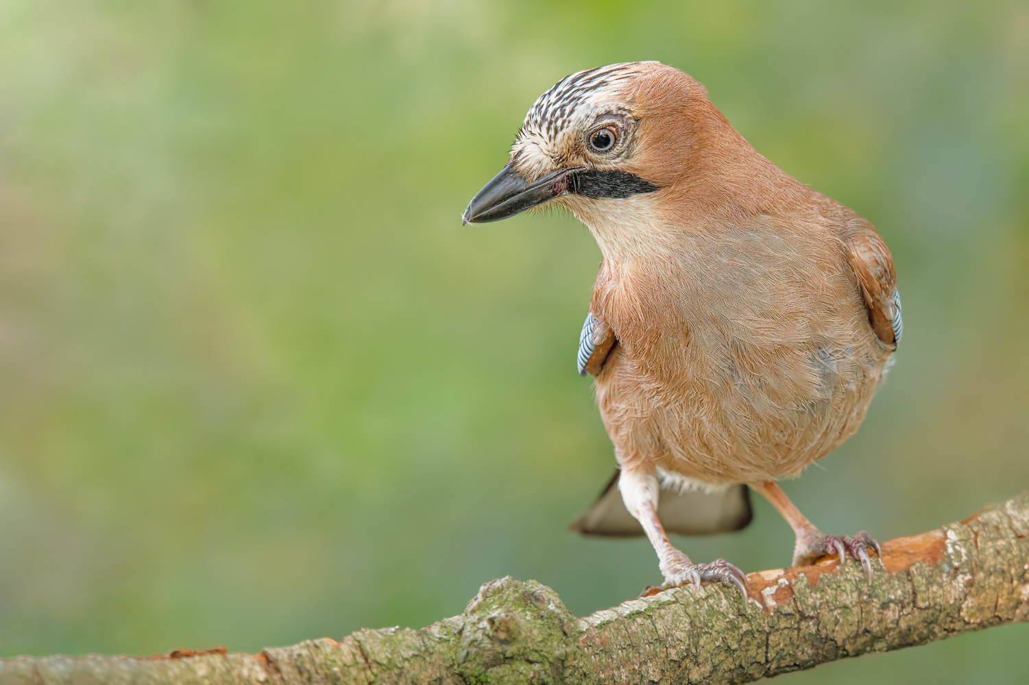 Der Wächter 