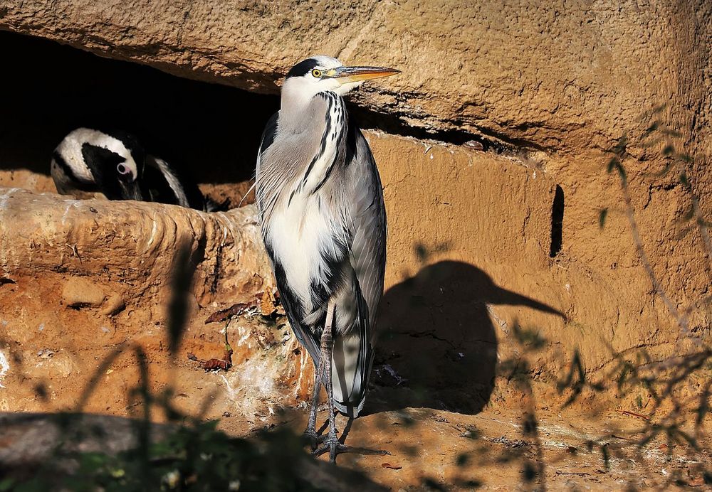 Der Wächter Foto & Bild natur, tiere, reiher Bilder auf