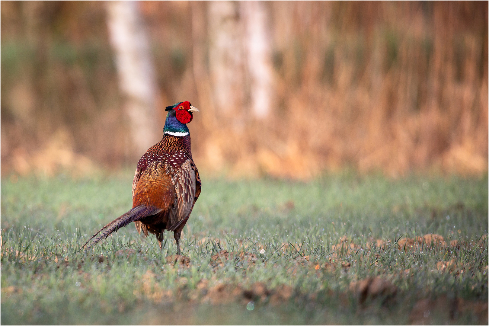 Der Wächter