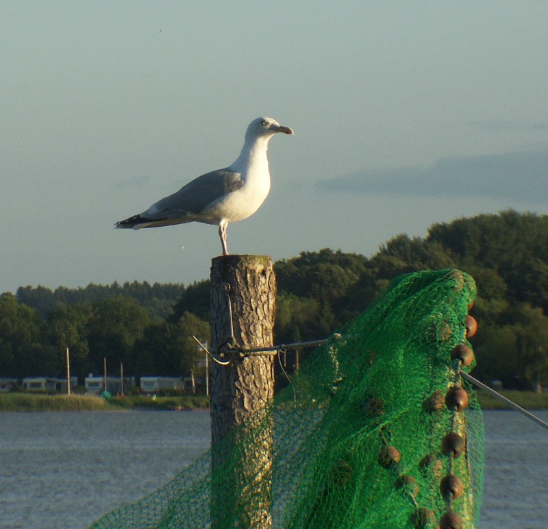 Der Wächter