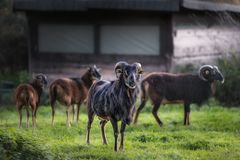  ... der Wächter ...