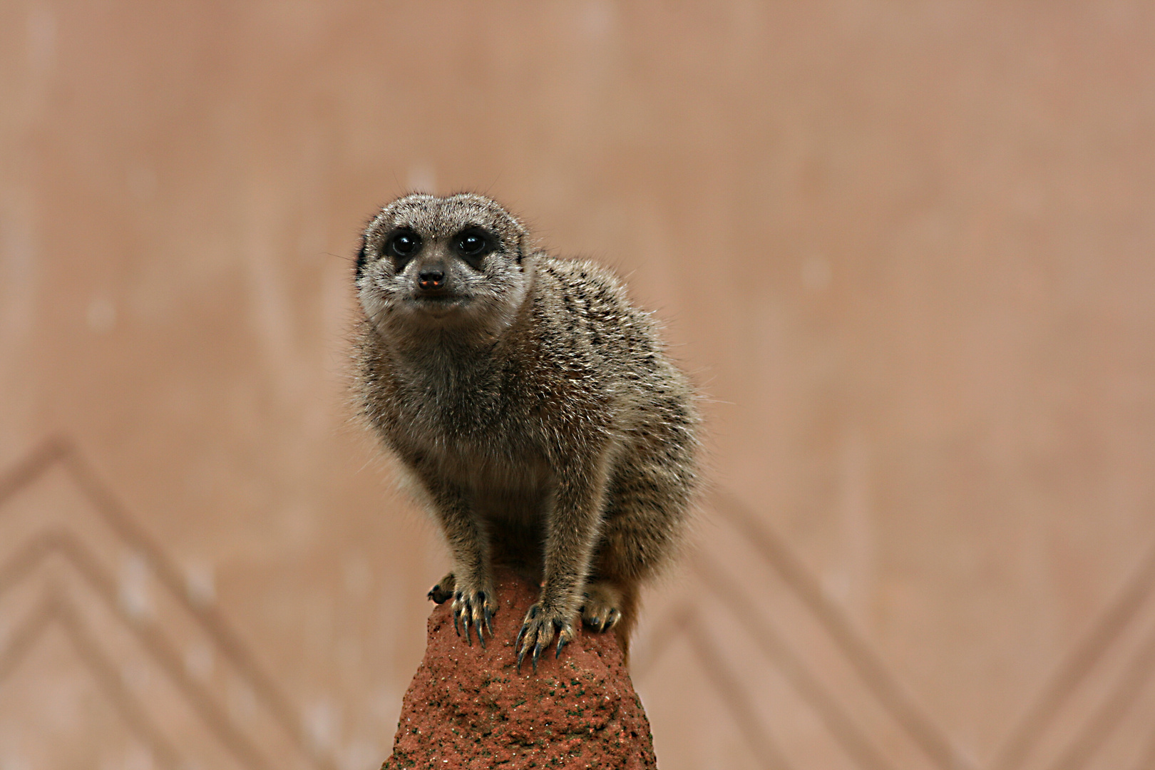 der Wächter