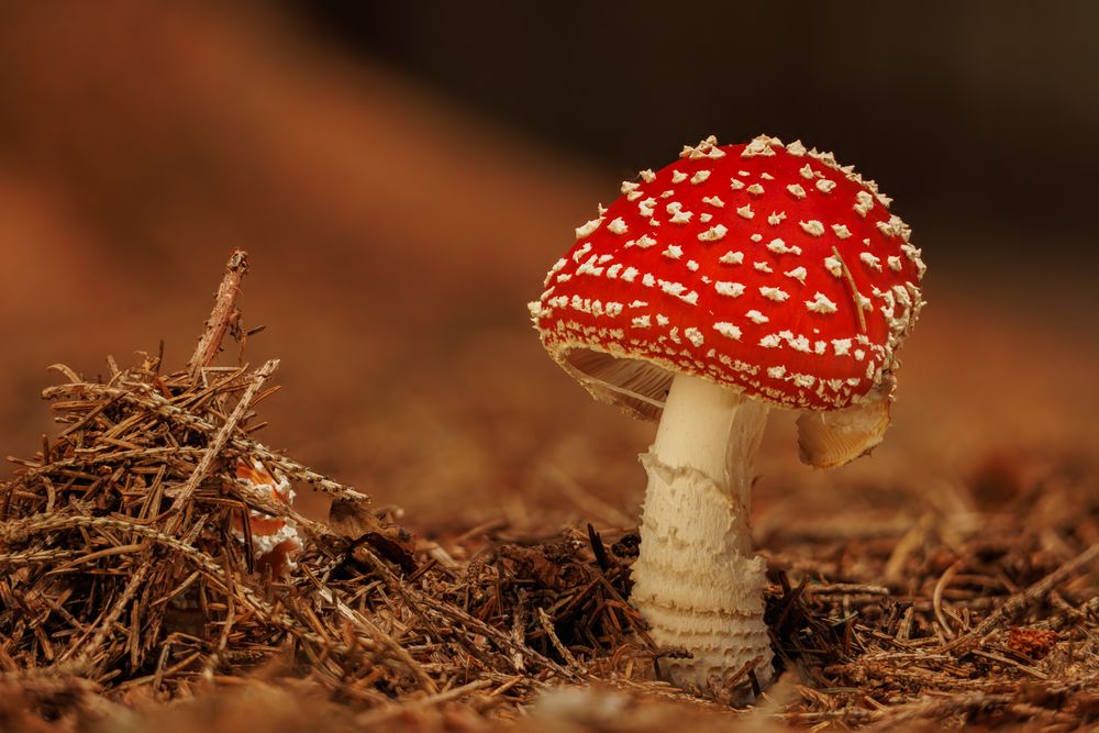 der Wächter Foto & Bild pflanzen, pilze & flechten, landschaft, pilze