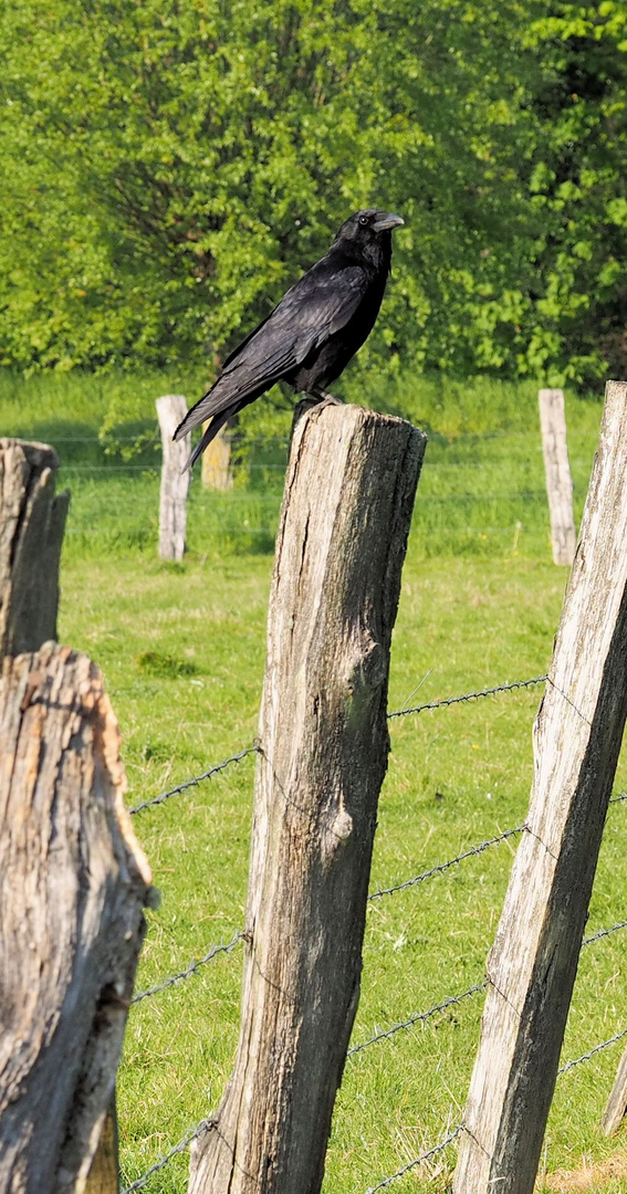 Der Wächter ...