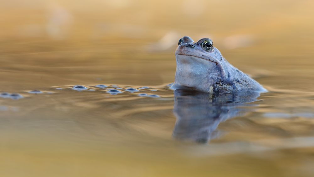 Der Wächter