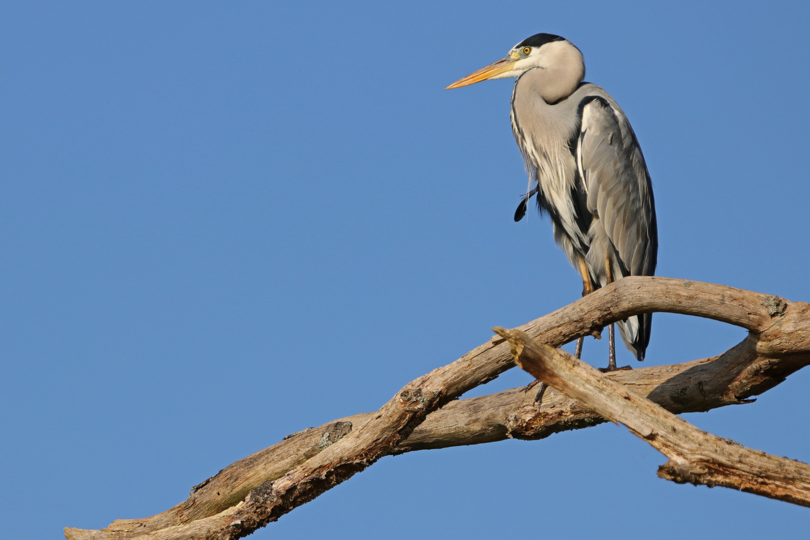 Der Wächter